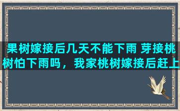 果树嫁接后几天不能下雨 芽接桃树怕下雨吗，我家桃树嫁接后赶上雨了，碍事吗，求回答